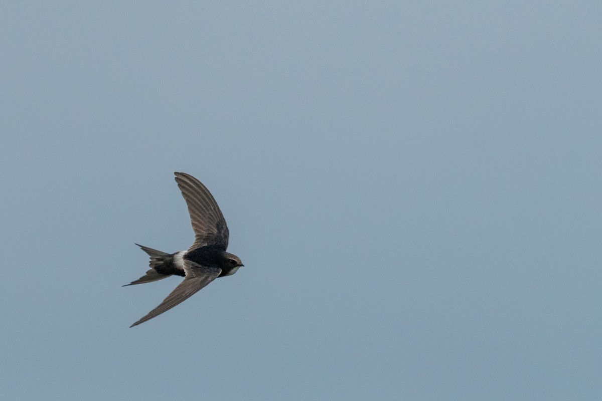 White-rumped Swift - ML135424231