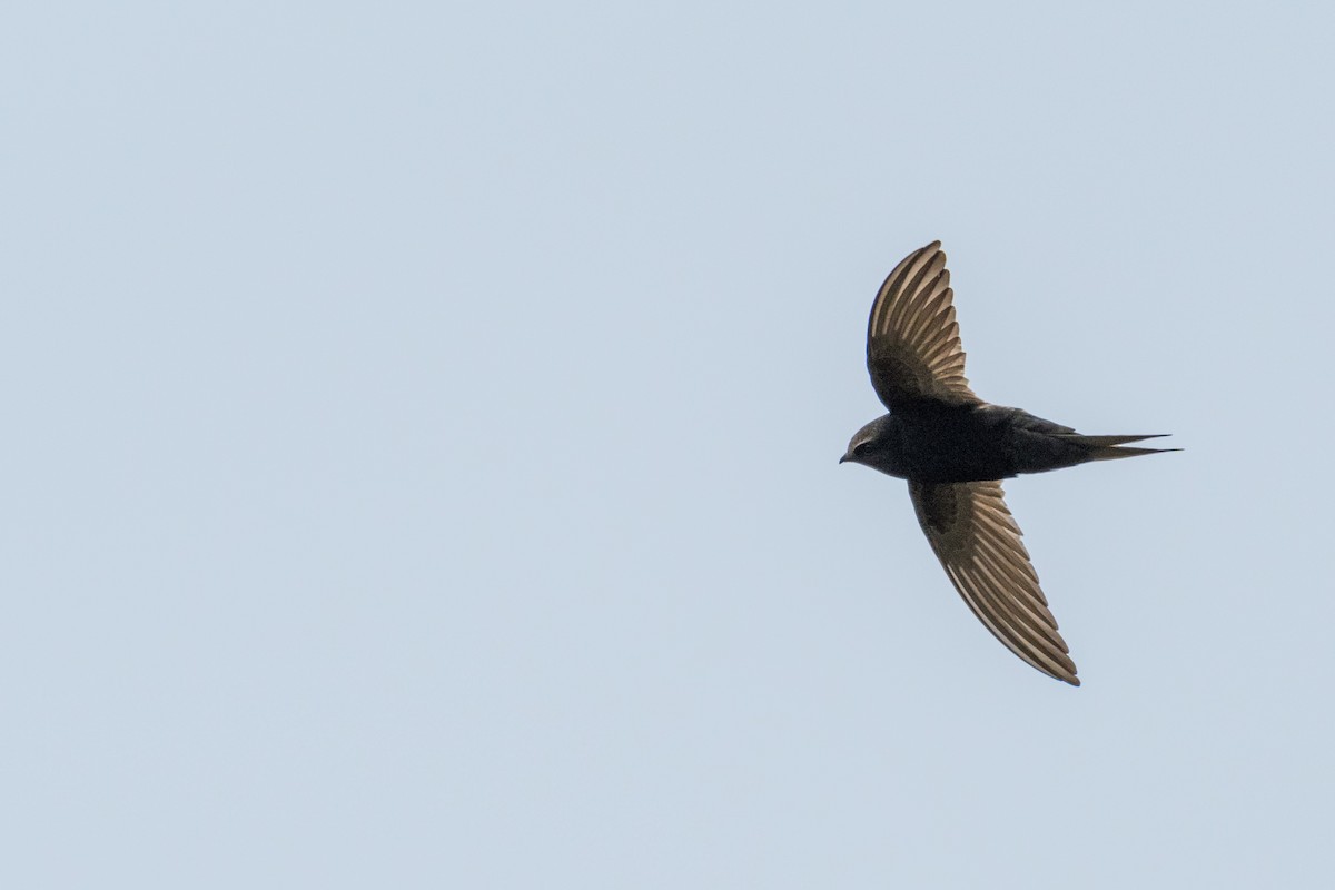 White-rumped Swift - ML135424271