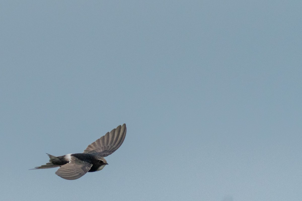 White-rumped Swift - ML135424281