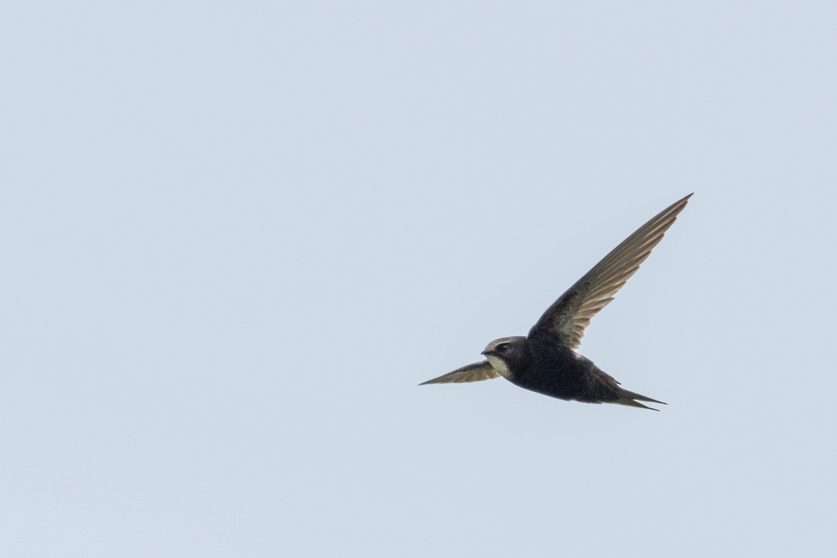 White-rumped Swift - ML135424311