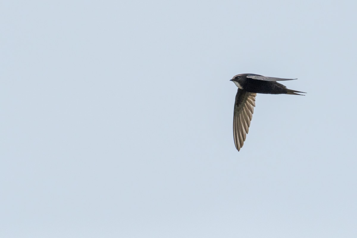 White-rumped Swift - ML135424321