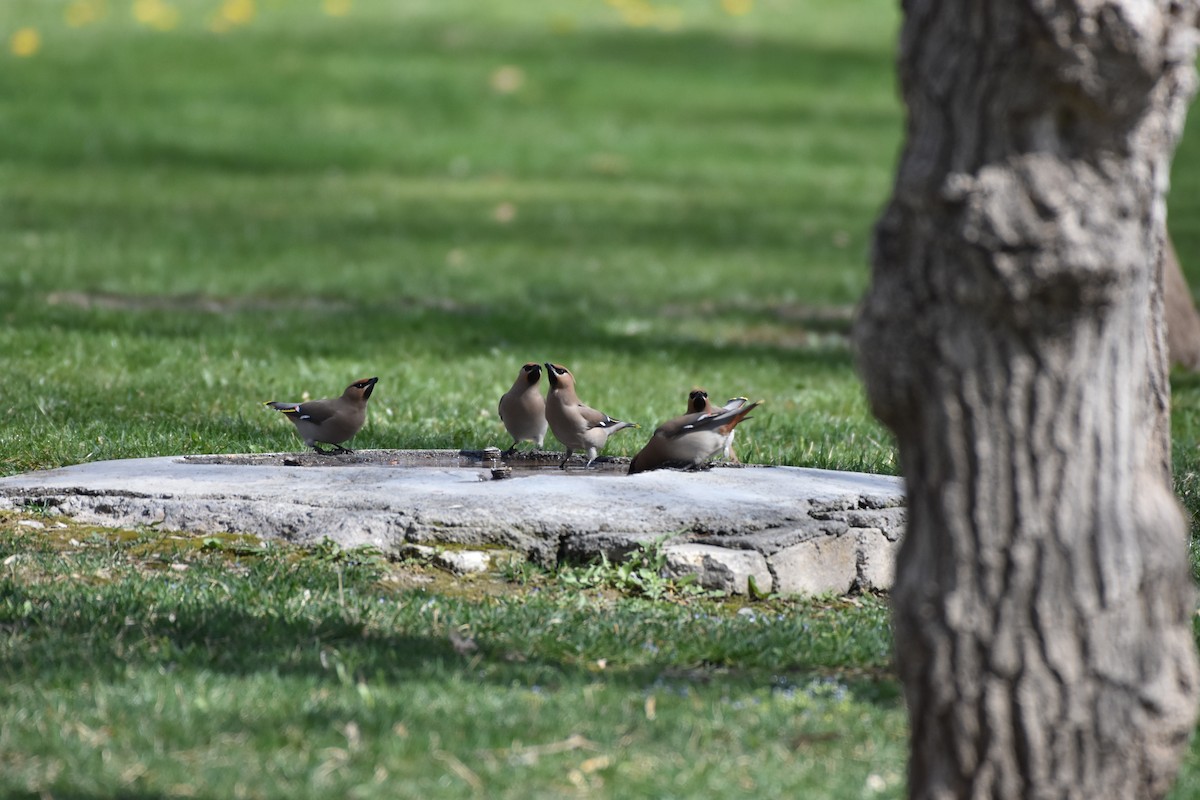 Bohemian Waxwing - ML135424531