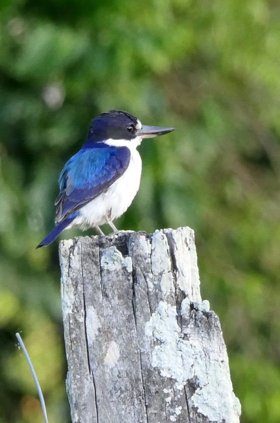 Forest Kingfisher - ML135425221