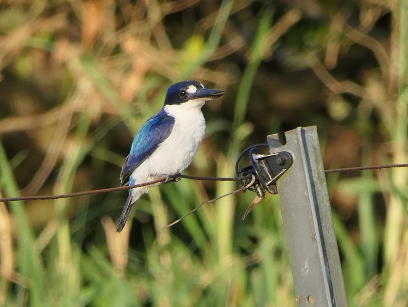 Forest Kingfisher - ML135425241