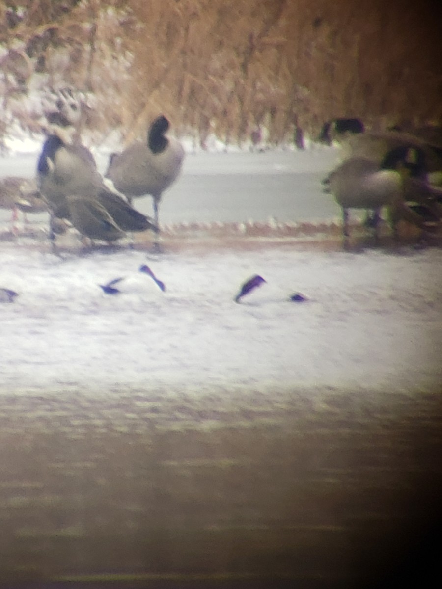 Canvasback - Jordan Parrott