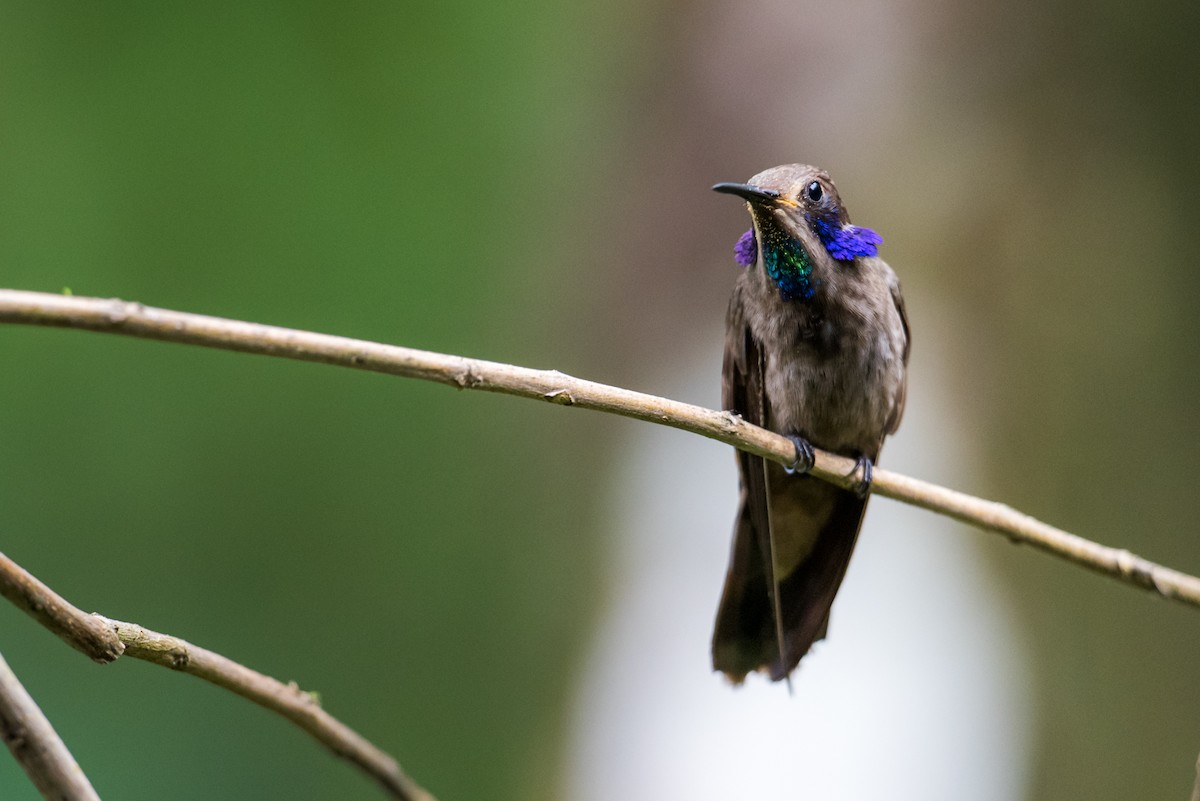 Brown Violetear - ML135426311