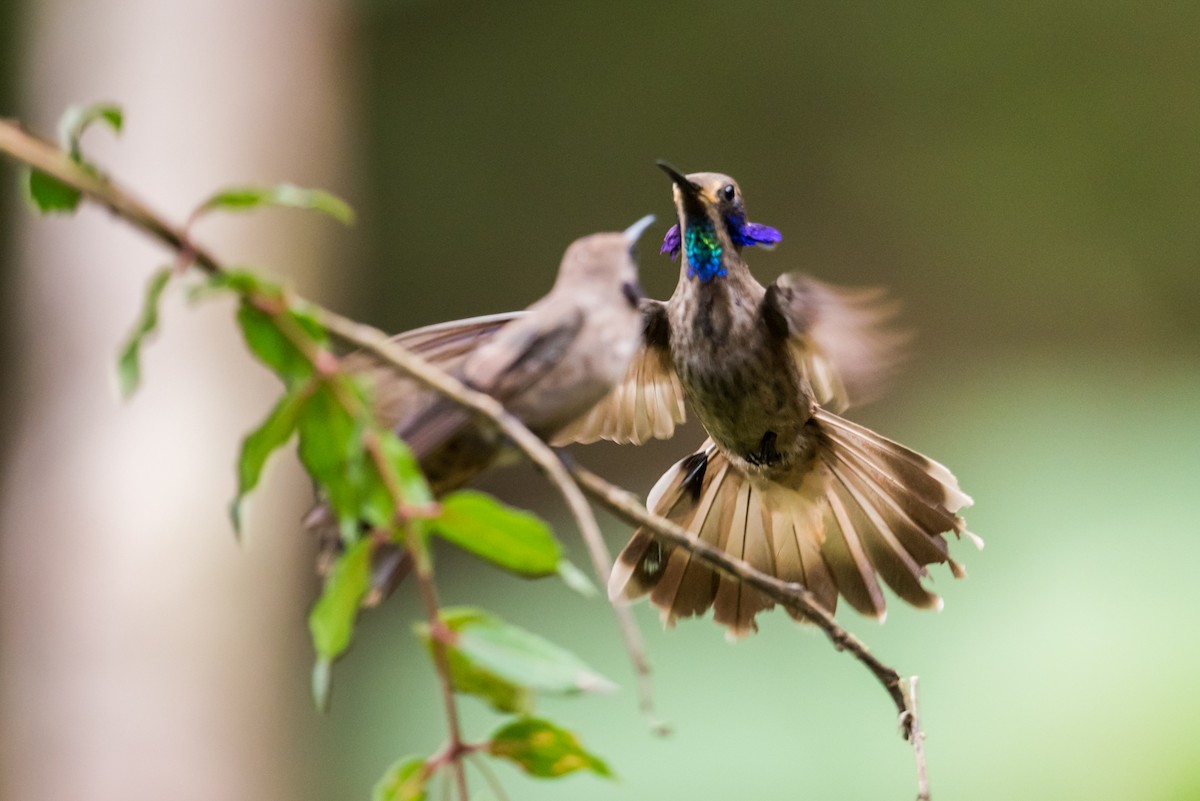 Brown Violetear - ML135426391