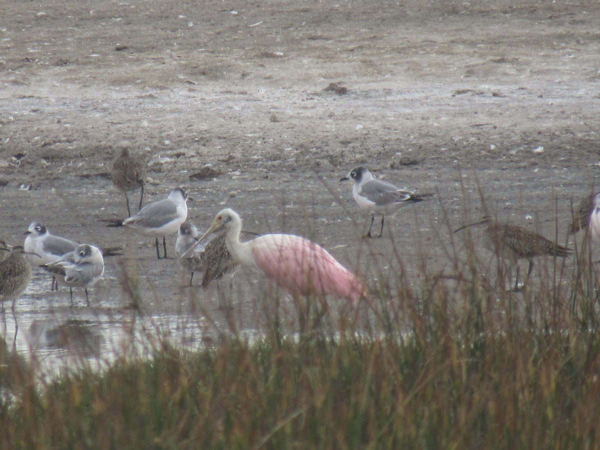 Roseate Spoonbill - catalina vera oliva