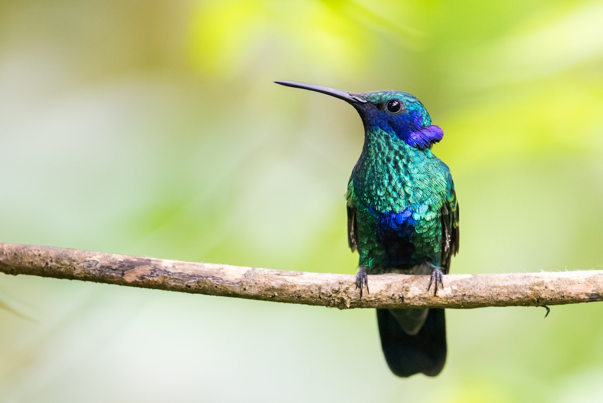 Colibrí Rutilante - ML135426991