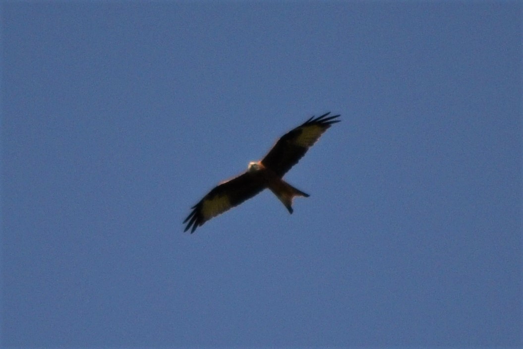 Red Kite - ML135427171
