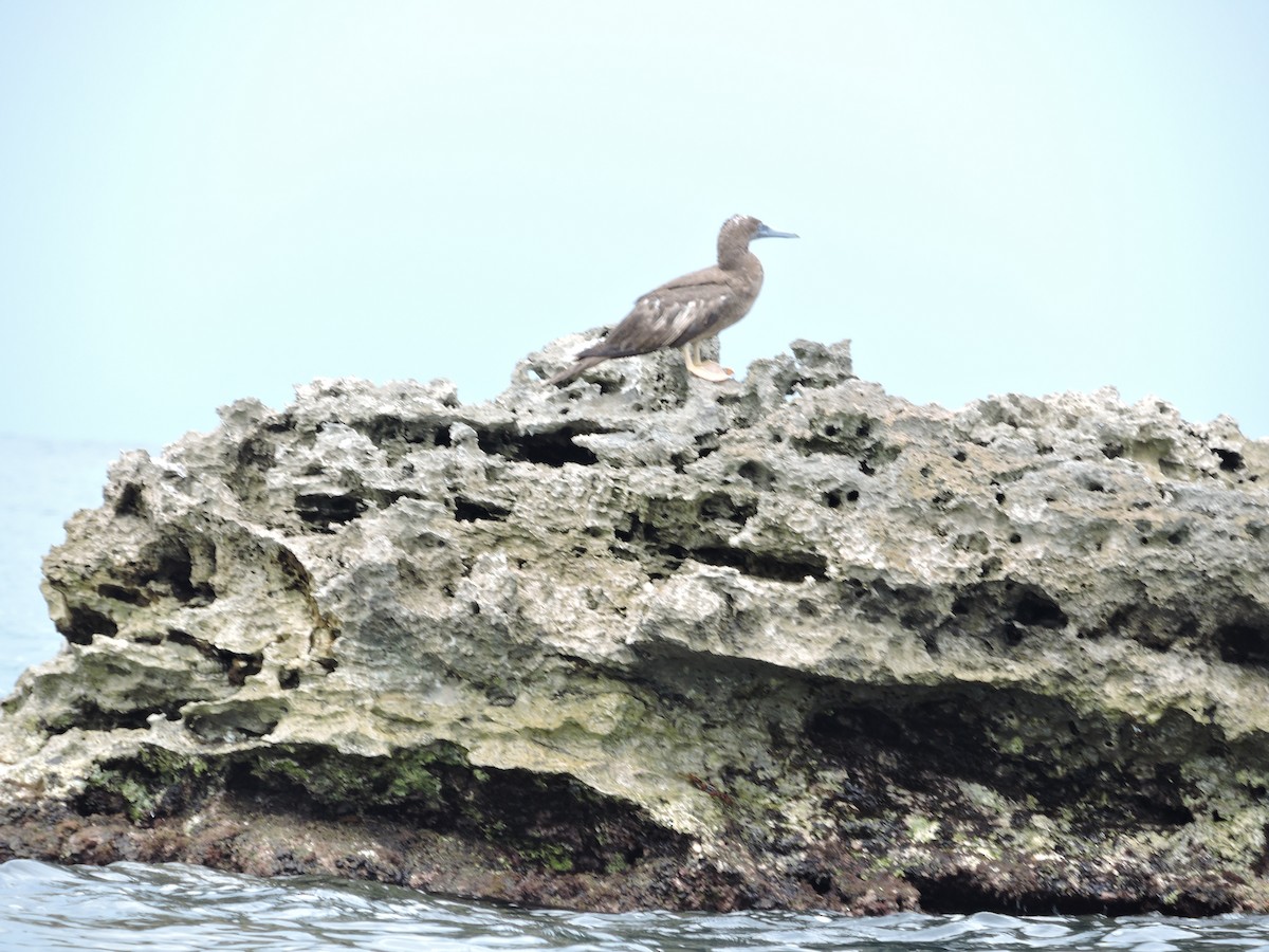 Fou à pieds rouges - ML135427931