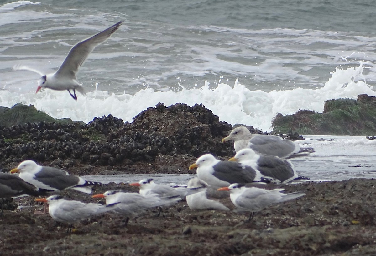 Goéland à ailes grises - ML135429131