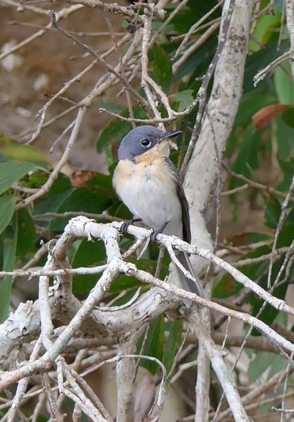 Leaden Flycatcher - Sandra Dennis