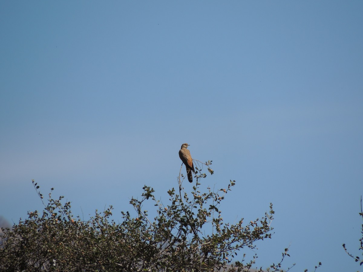 Common Cuckoo - ML135431821