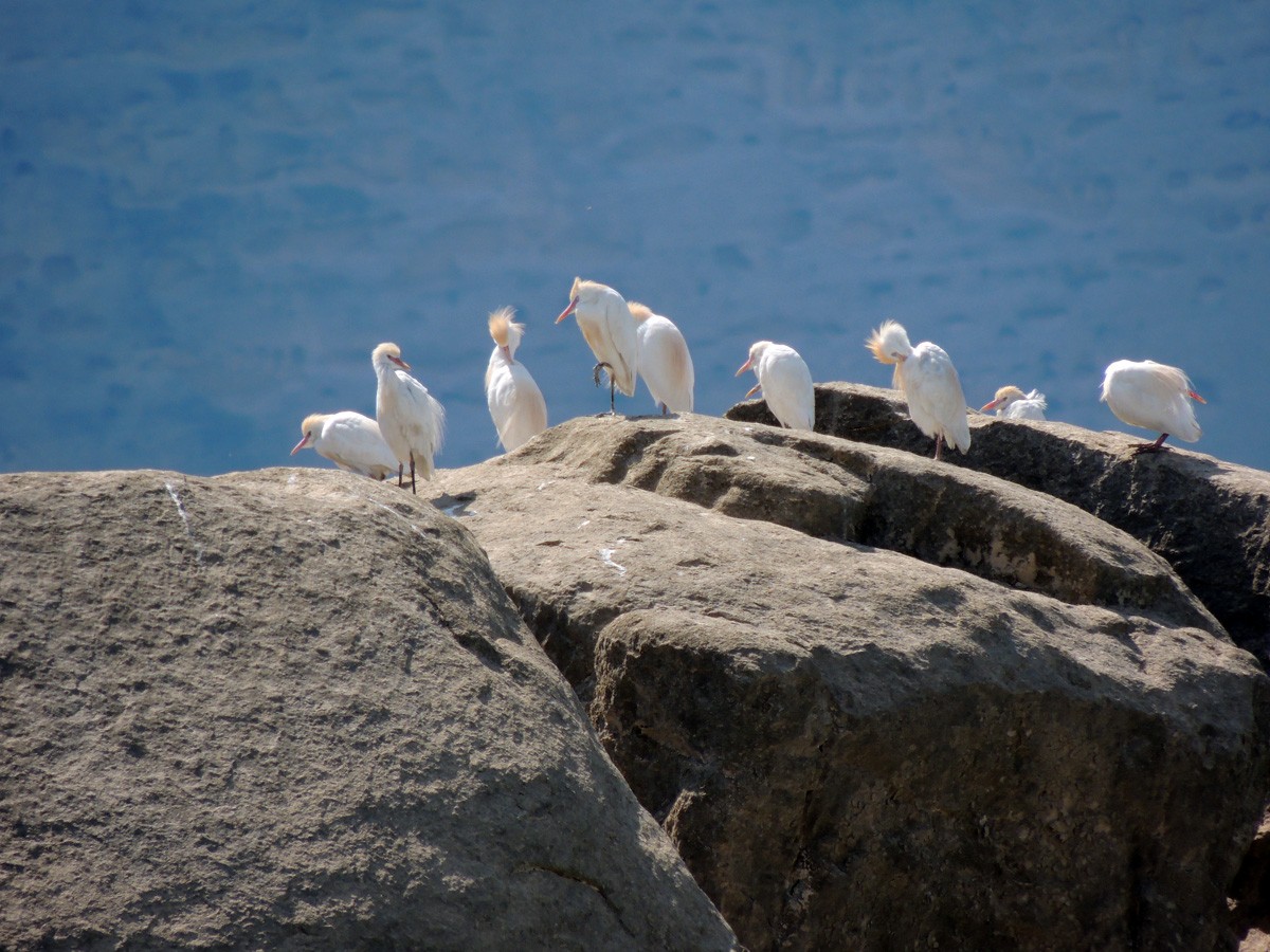 Western Cattle-Egret - ML135432321