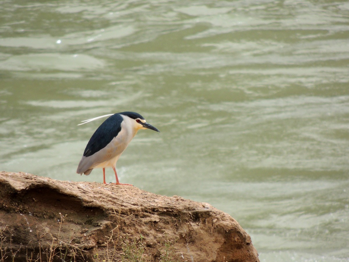 Black-crowned Night Heron - ML135432451