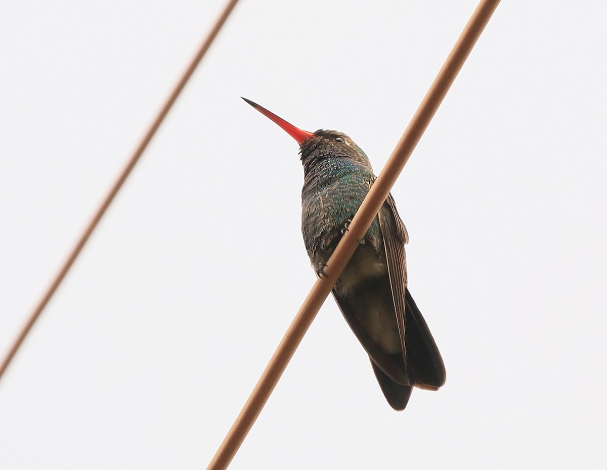 Broad-billed Hummingbird - ML135434561
