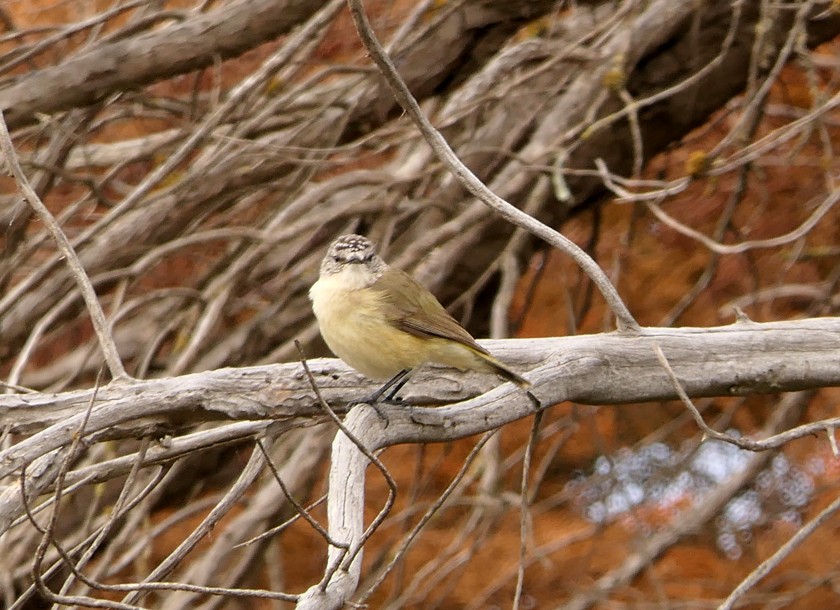 Yellow-rumped Thornbill - ML135434701