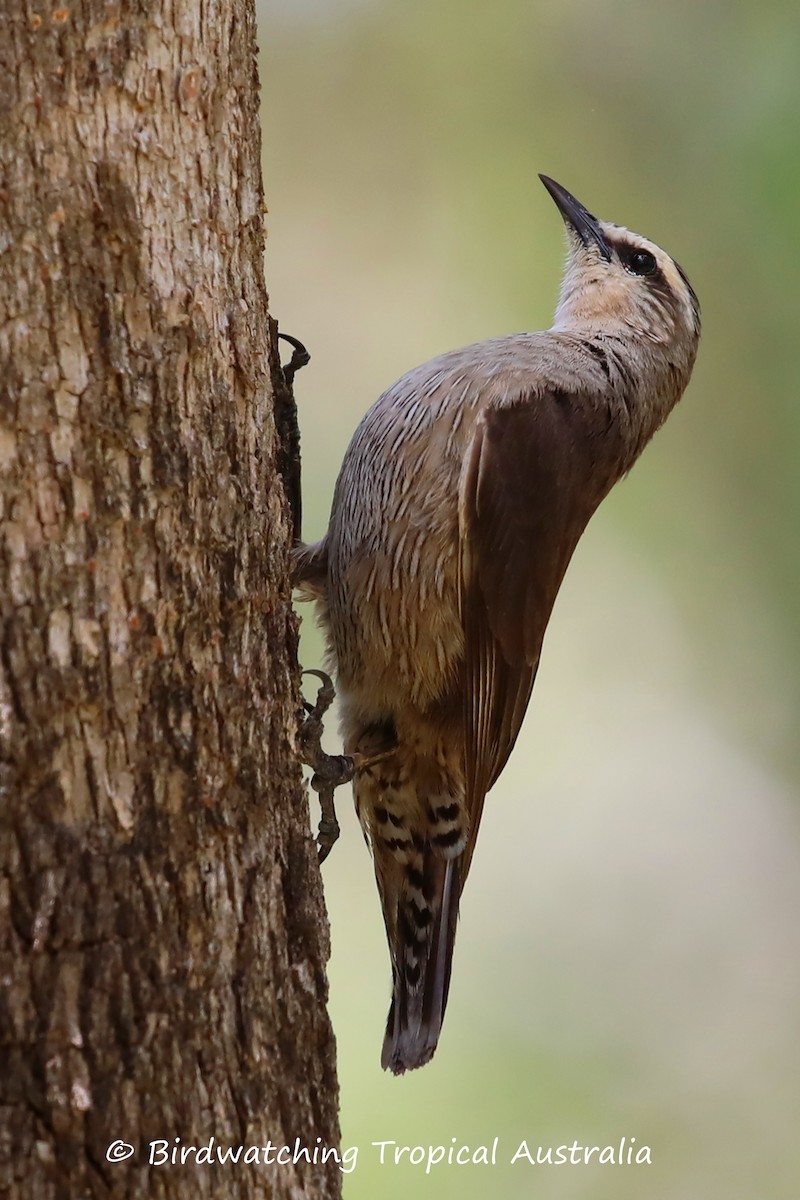 Brown Treecreeper - Doug Herrington || Birdwatching Tropical Australia Tours