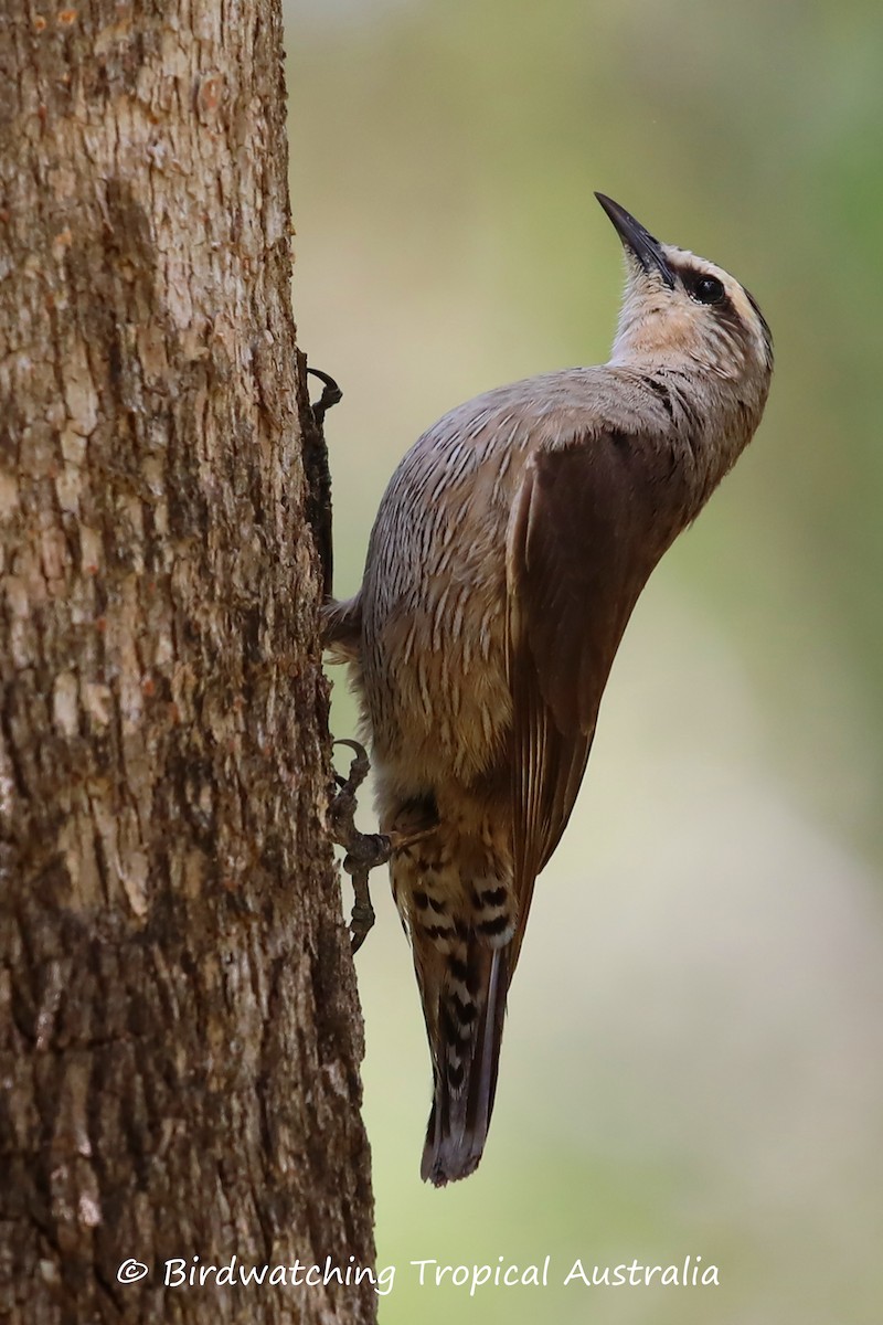 Brown Treecreeper - ML135434921