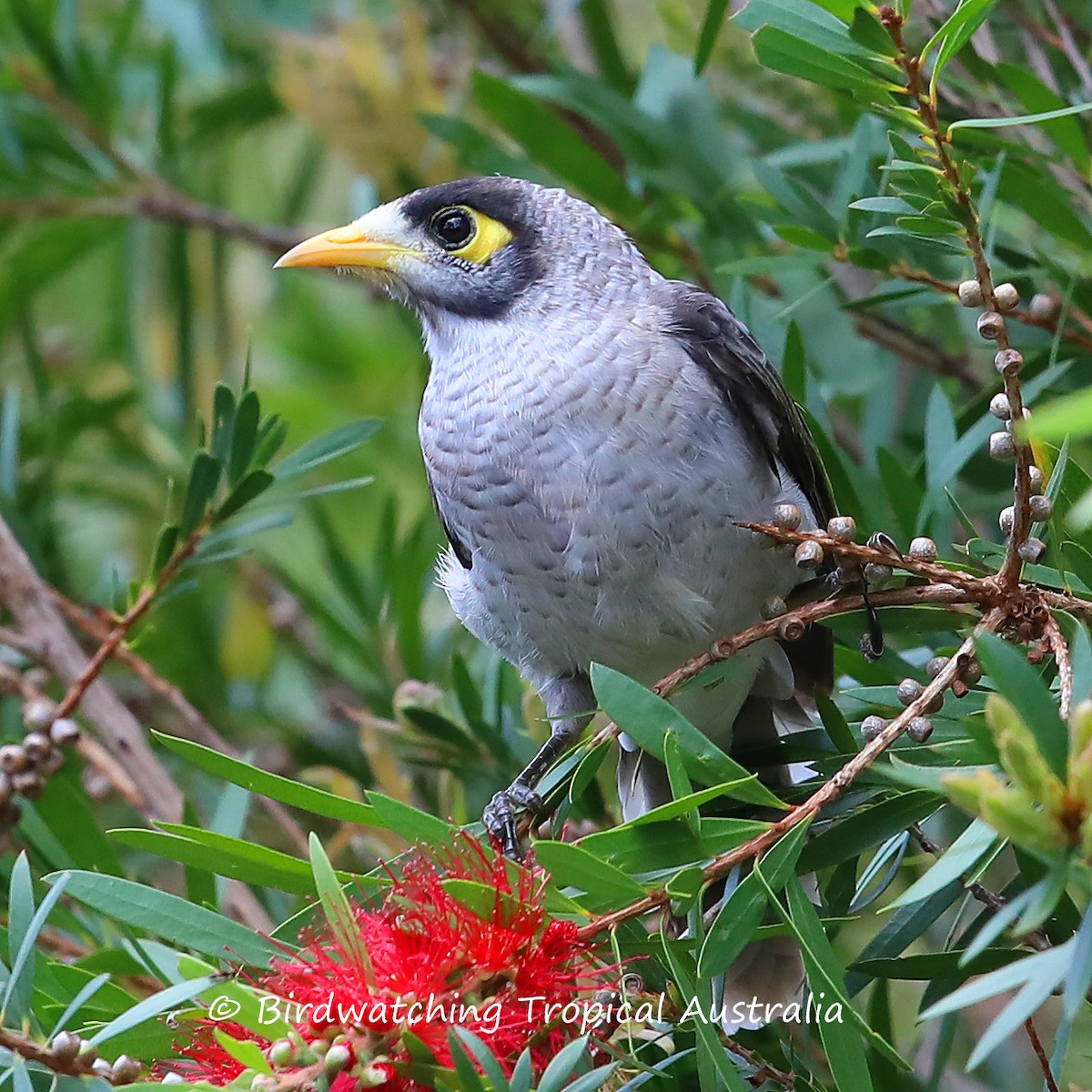 Noisy Miner - Doug Herrington || Birdwatching Tropical Australia Tours