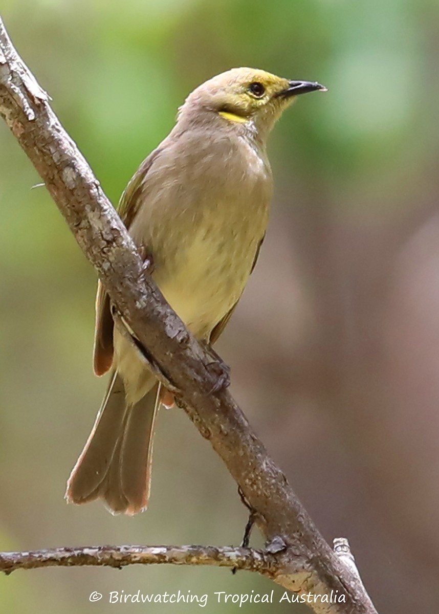 Fuscous Honeyeater - Doug Herrington || Birdwatching Tropical Australia Tours