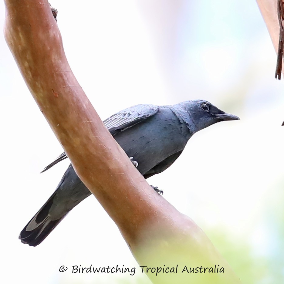 Common Cicadabird - Doug Herrington || Birdwatching Tropical Australia Tours