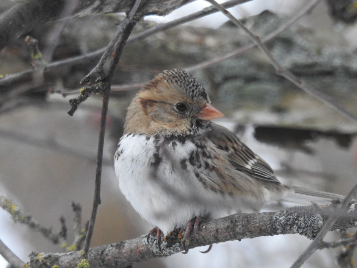 Harris's Sparrow - Mike Bentley