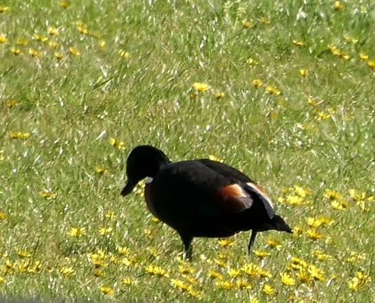 Australian Shelduck - ML135437301