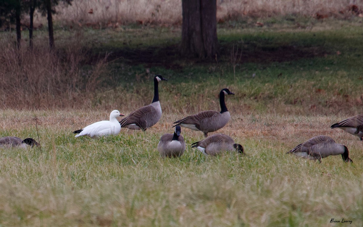 Snow Goose - ML135437821