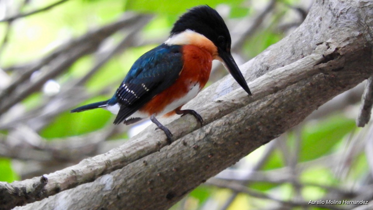 American Pygmy Kingfisher - ML135438371