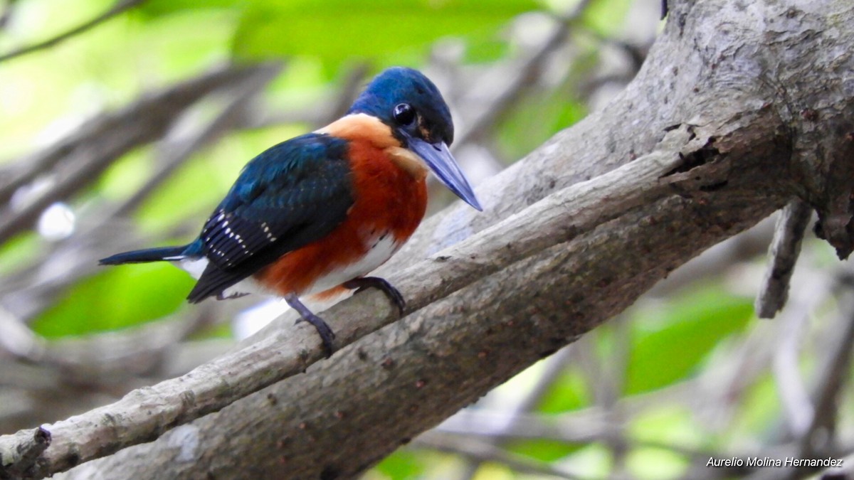 American Pygmy Kingfisher - ML135438421