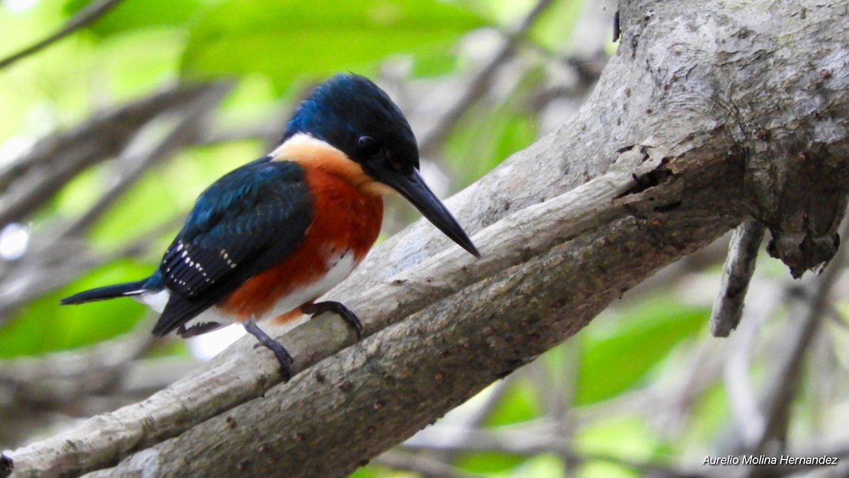 American Pygmy Kingfisher - ML135438431