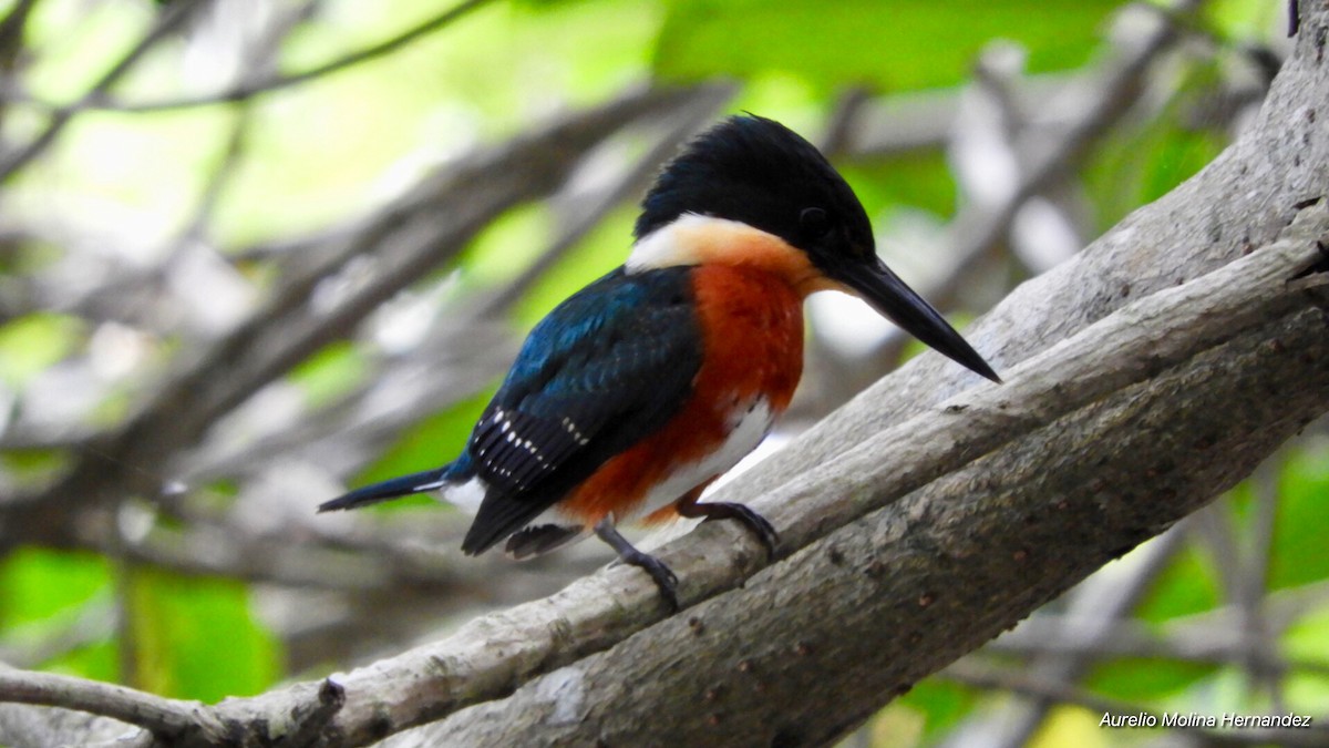 American Pygmy Kingfisher - ML135438441