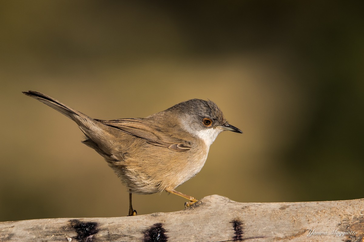 Sardinian Warbler - ML135438661