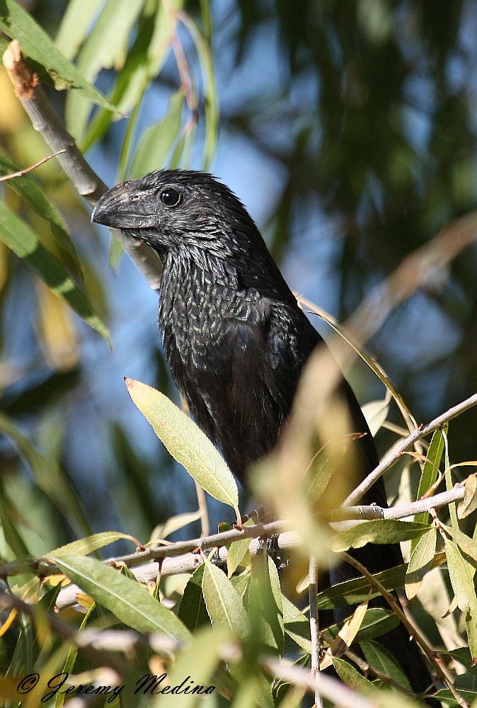 Groove-billed Ani - Jeremy  Medina