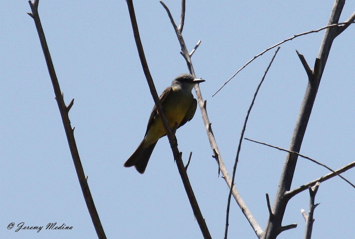 Tropical Kingbird - ML135440181