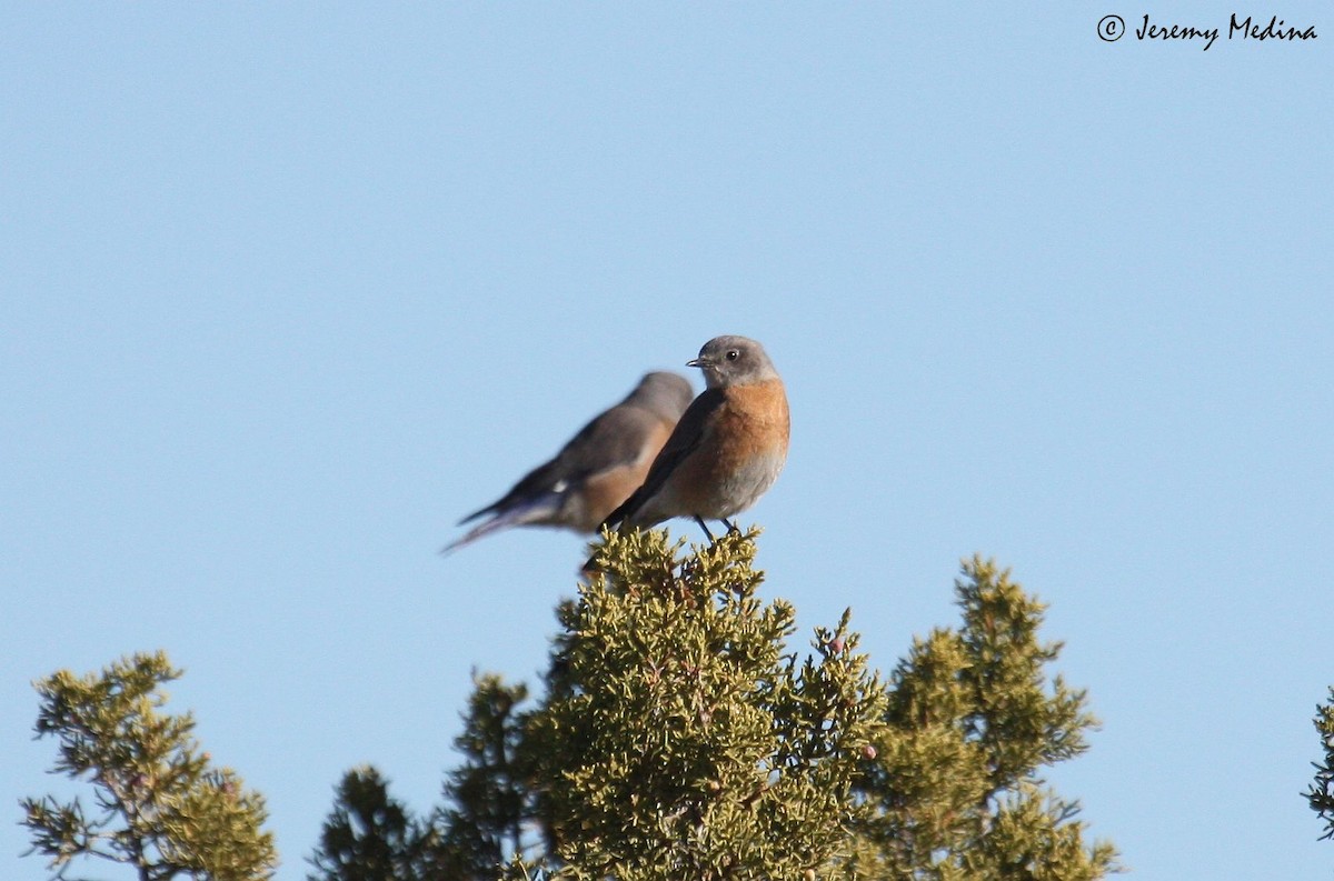 Western Bluebird - ML135440891