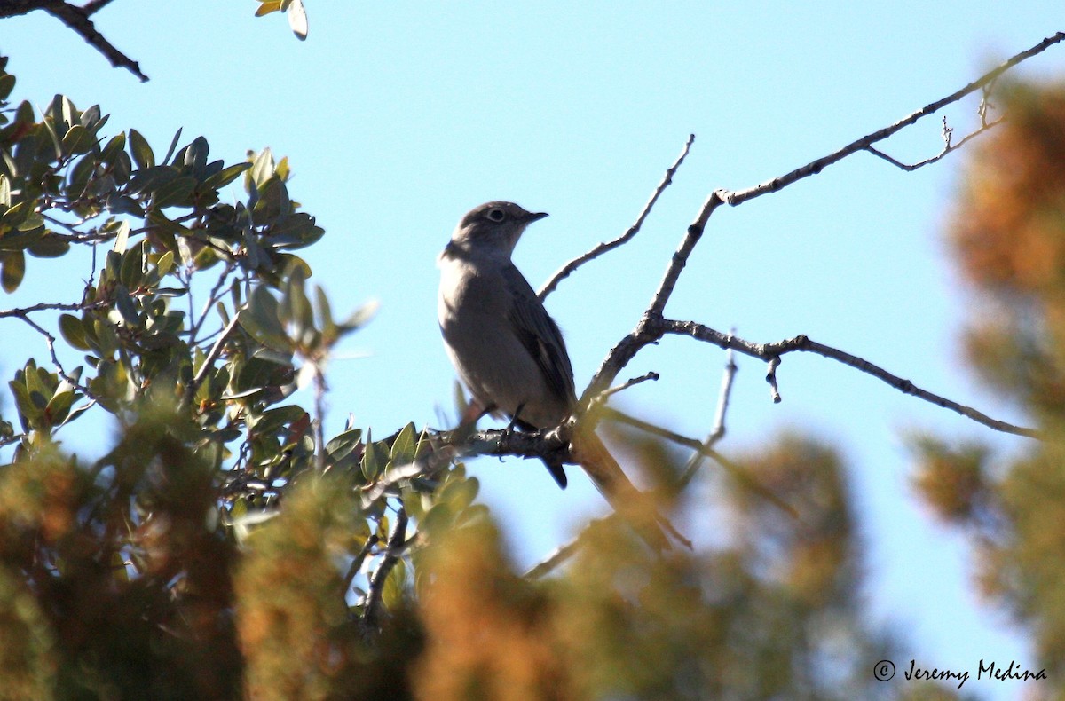 Townsend's Solitaire - Jeremy  Medina