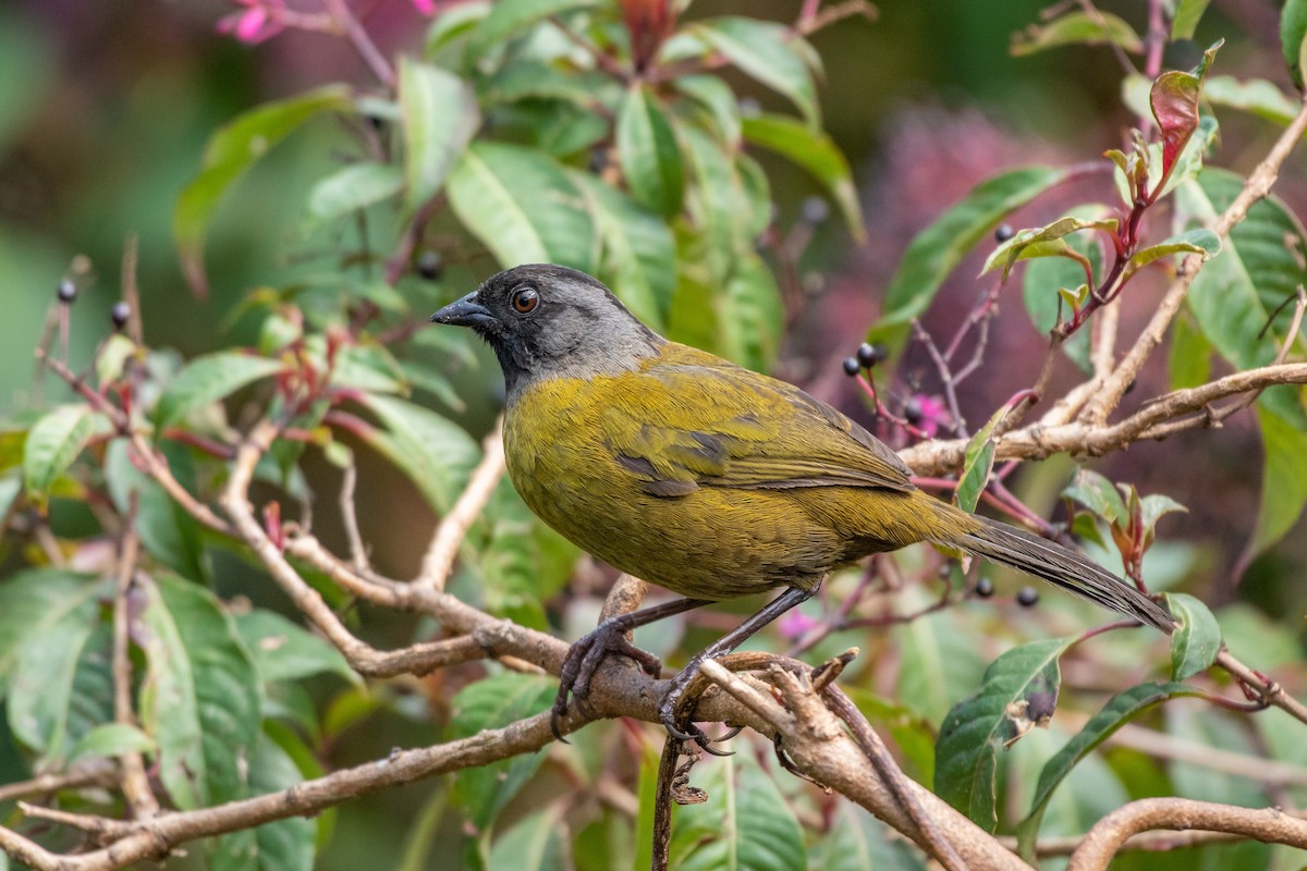 Large-footed Finch - ML135441971