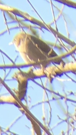 House Wren - ML135444311