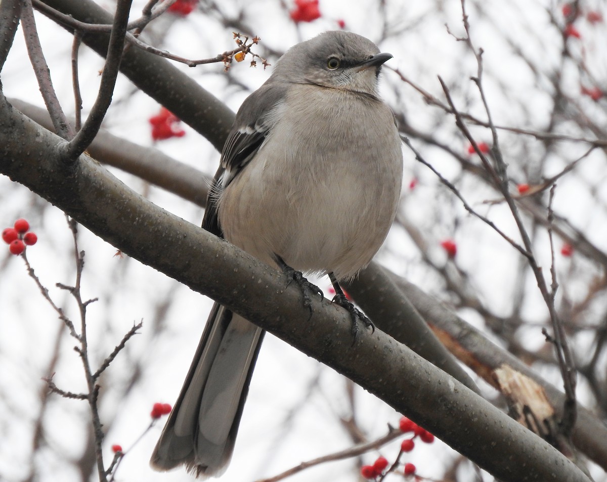 Northern Mockingbird - ML135444761