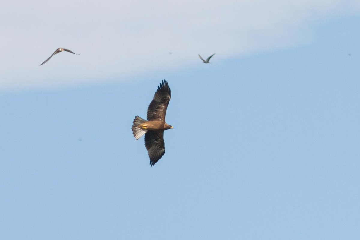 Booted Eagle - ML135444811