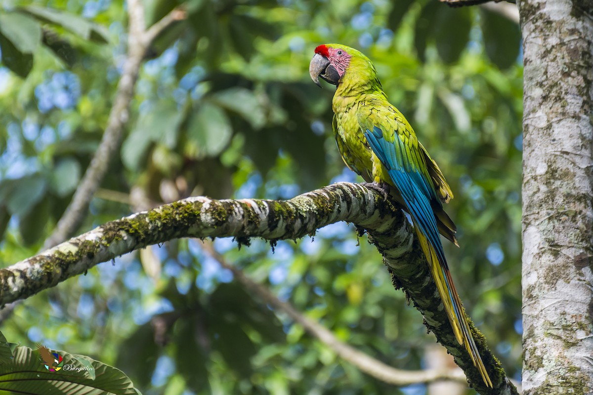 Great Green Macaw - ML135445121