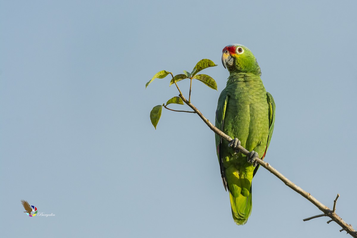 Red-lored Amazon - ML135445661