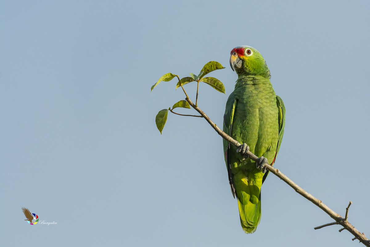 Amazone à diadème - ML135445661