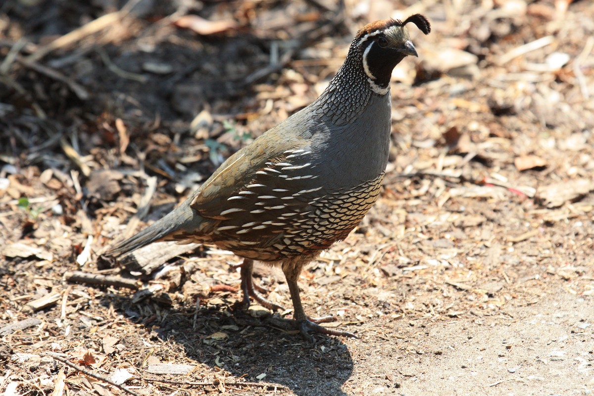 California Quail - ML135445761