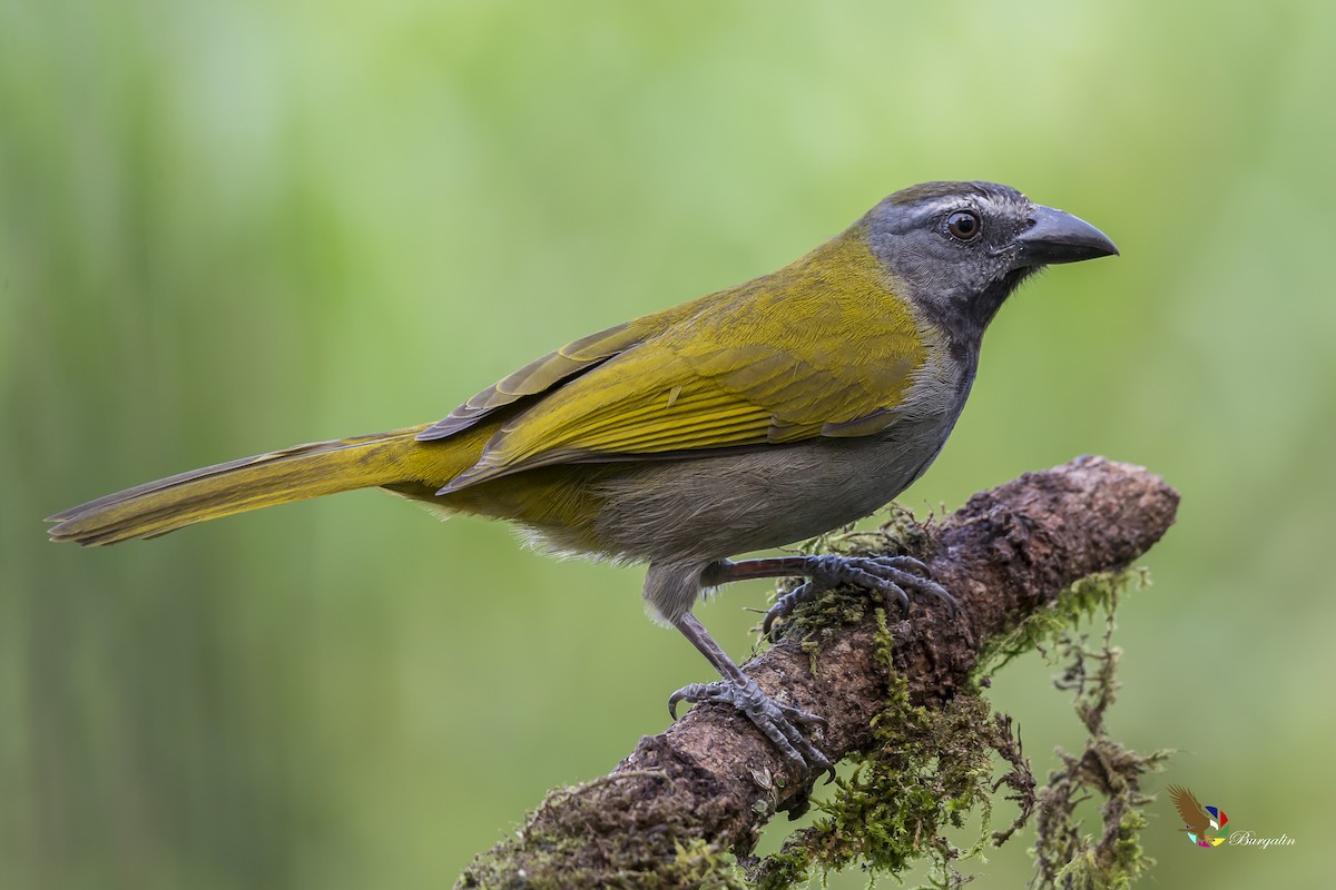 Buff-throated Saltator - Fernando Burgalin Sequeria