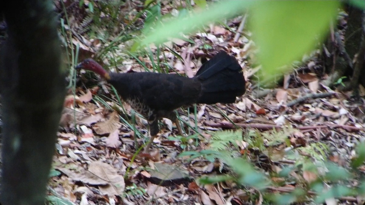 Australian Brushturkey - ML135447771