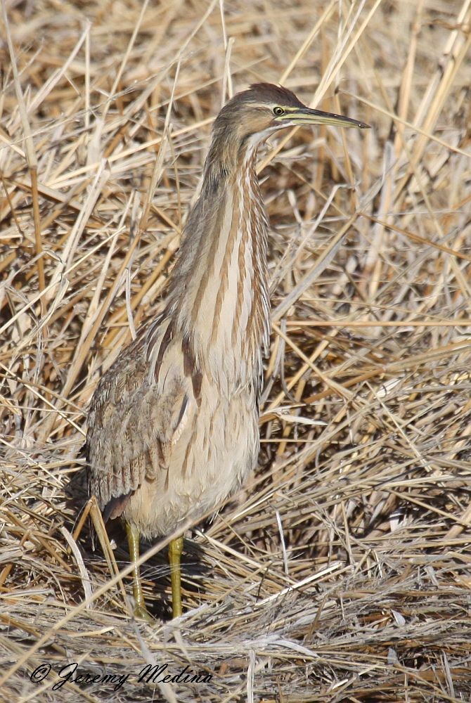 American Bittern - ML135448621